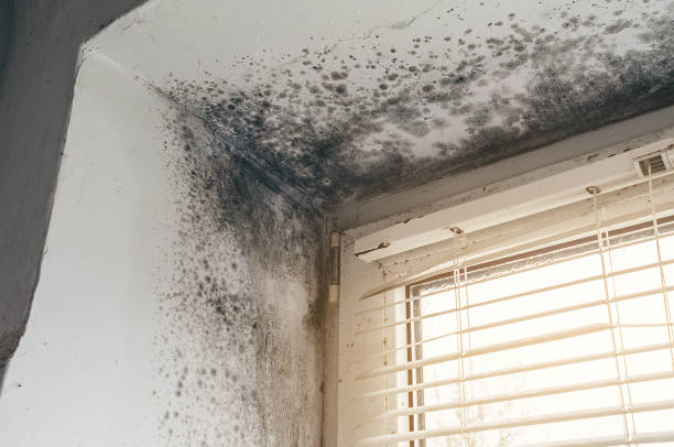 Trusted Black Mold Removal service in Clinton, WA - Cheap Mold Removal