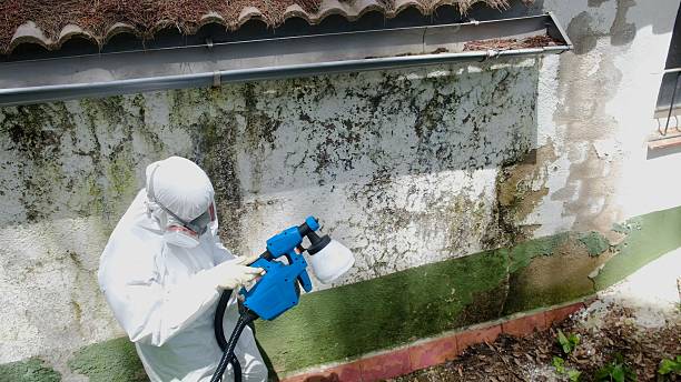 Trusted Mold Removal service in Clinton, WA - Cheap Mold Removal